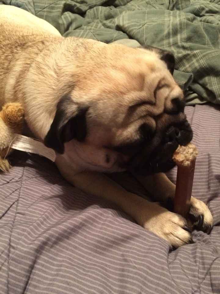 NWR: Show me your fur babies