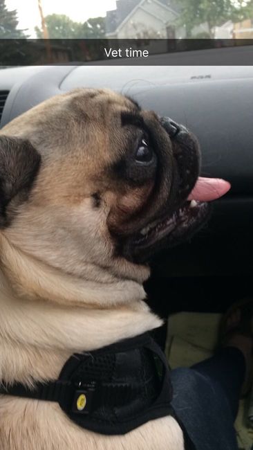 NWR: Adding New Member To Family (Furbaby)!!