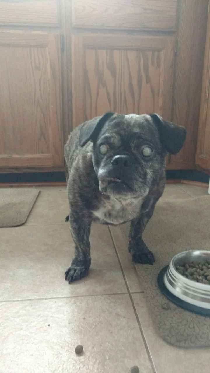 NWR: Show me your fur babies