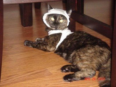 Let's see your pets!