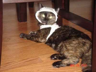 Let's see your pets!