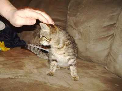 Let's see your pets!