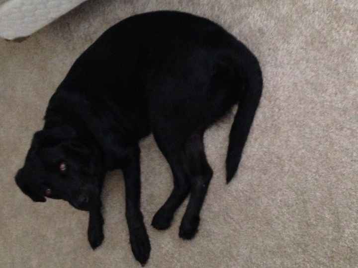 Show me your fur baby! (it has been awhile and I love seeing the pets!)