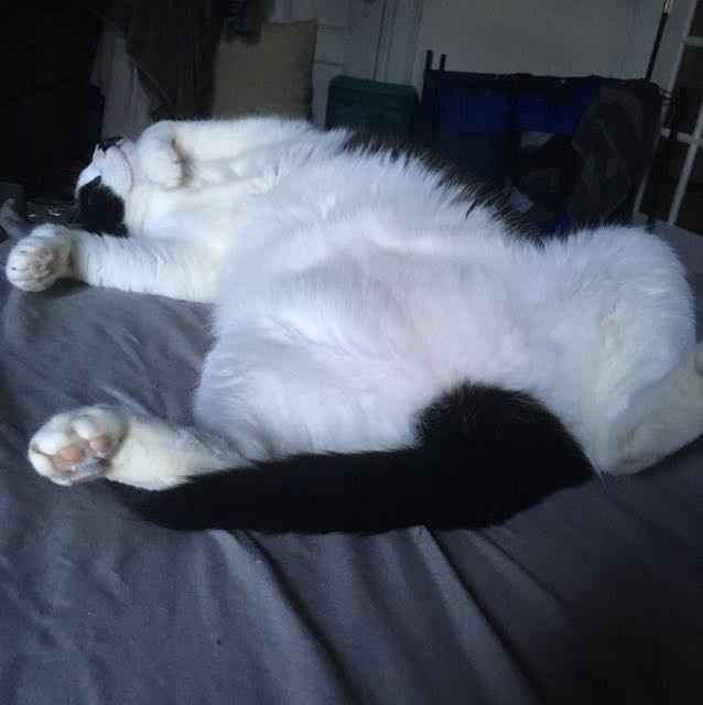 NWR: Saying Goodbye to My Kitty