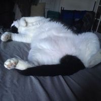 NWR: Saying Goodbye to My Kitty