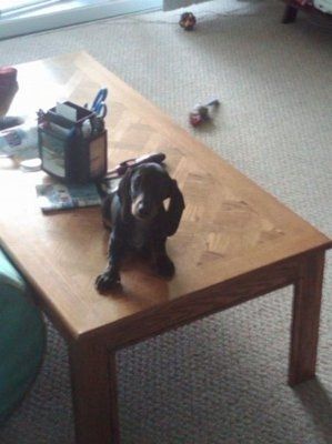 Monday puppy pics