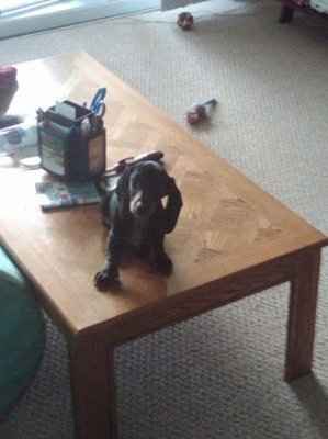 NWR - Furbabies :)