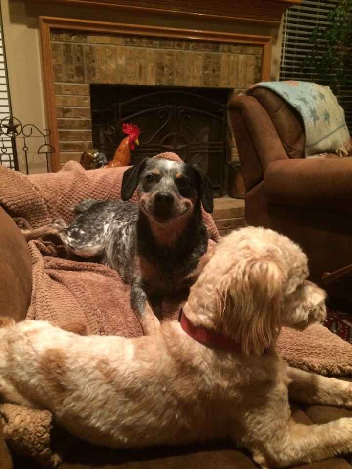 #petlife - pet memes & furbaby pictures!