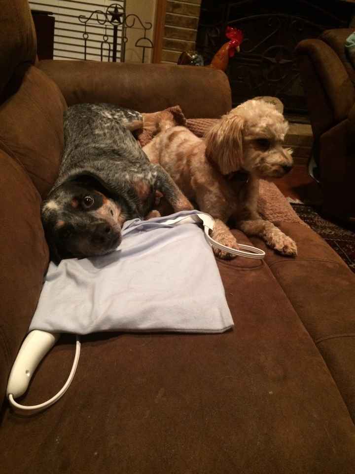 Its Fursday! Show me your furbabies! :)