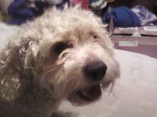 NWR- show me your pet!