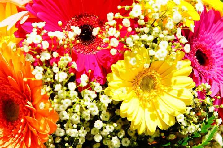 SHOW ME YOUR GERBERA DAISIES! - flowers help!