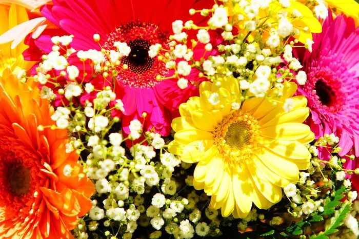 SHOW ME YOUR GERBERA DAISIES! - flowers help!