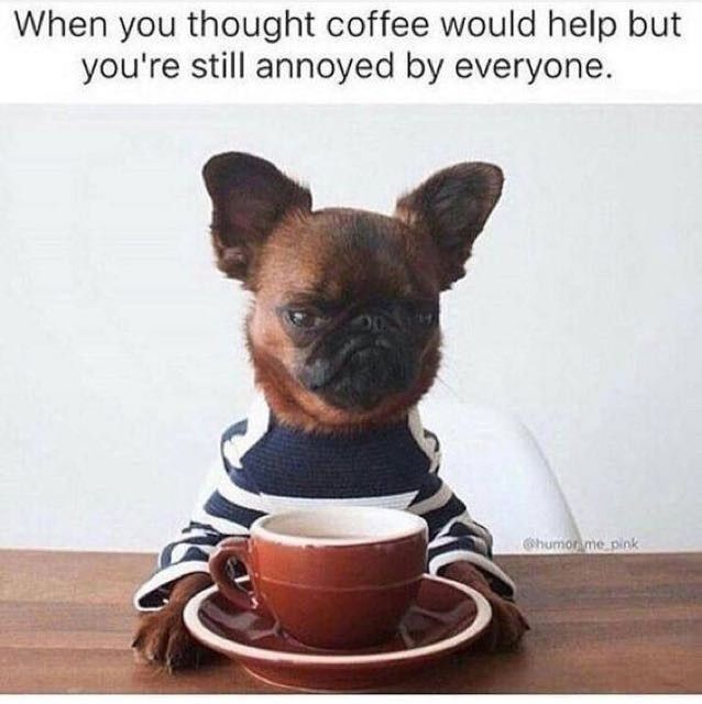 NWR: Memes & Cute Animal Pictures