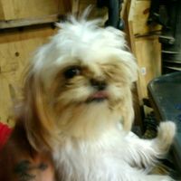 Since we are getting to know each other and everyone LOVES their fur babies!