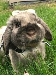 NWR - Send me pictures of your pets/memes