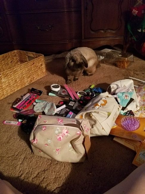 How did your pet "help"?