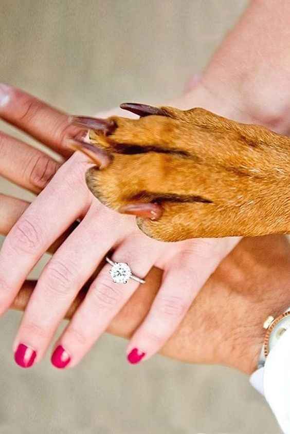 Dogs in engagement/bridal photos