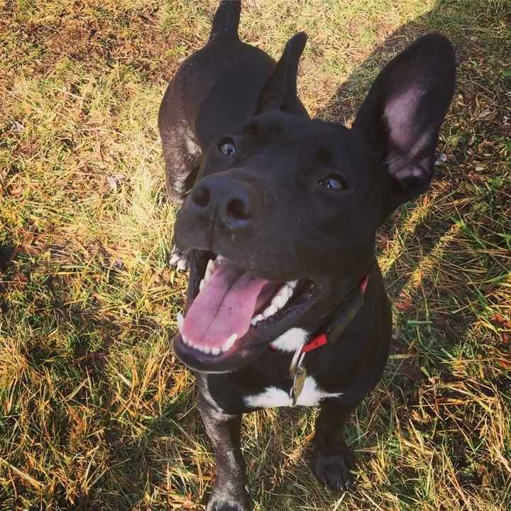 Let me see those fur babies!