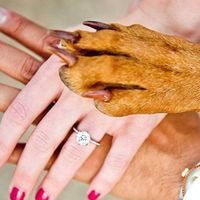 Dogs in engagement/bridal photos