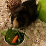 Fiona