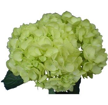Centerpieces