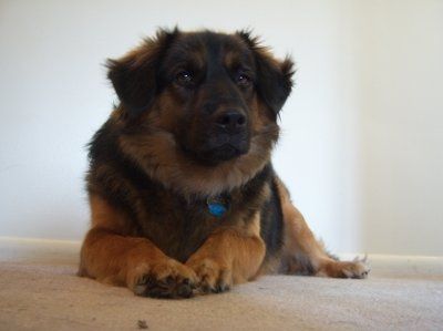 Show off your furbabies!