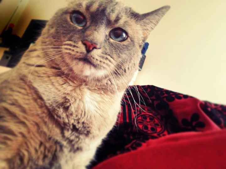 NWR: Took the cat to the vet today and was super worried/furbaby show off