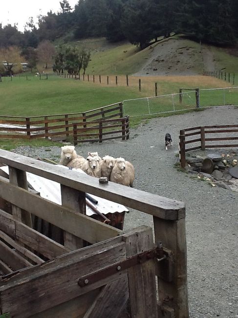 Ever been to New Zealand!? - 2