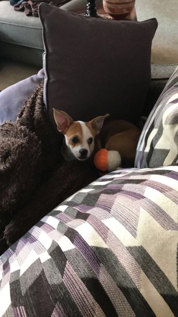 NWR: My pup thinks she's people. She's right. Show me your "people pups!"
