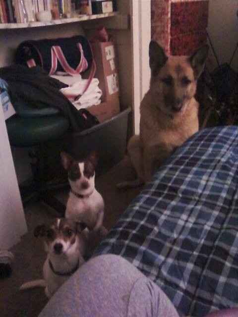 NWR: Fur baby thread!