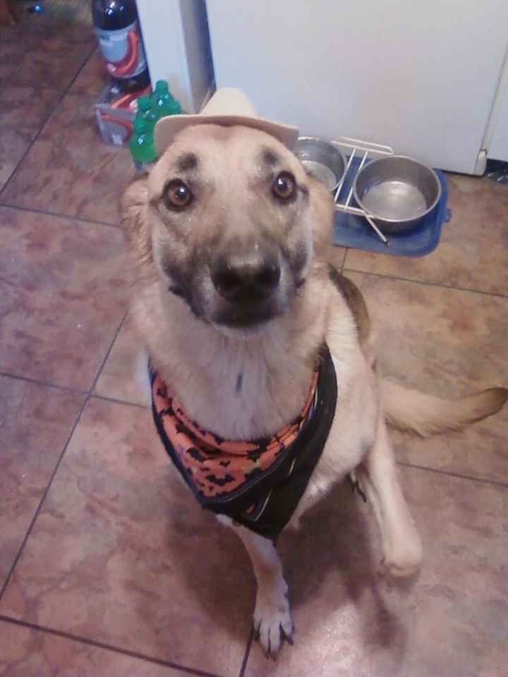 NWR: Fur baby thread!