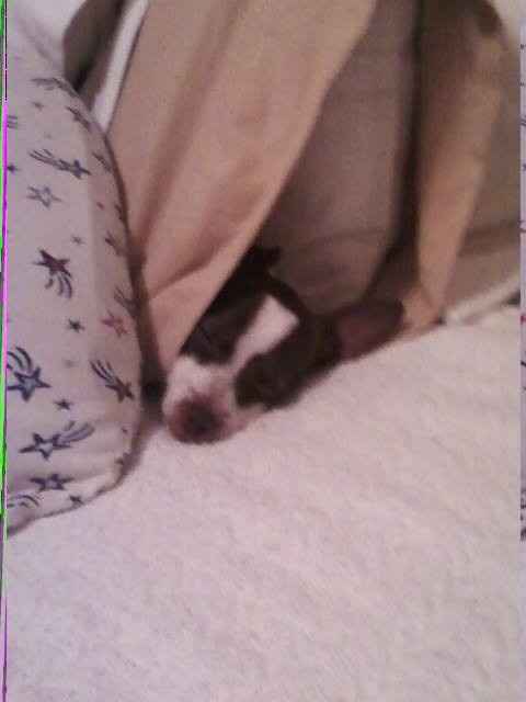 NWR: today is my Pups 2nd birthday!! Do you and your FH have a pet? Show pics!!!