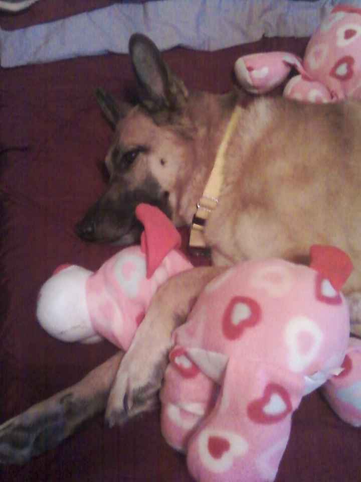 NWR: today is my Pups 2nd birthday!! Do you and your FH have a pet? Show pics!!!