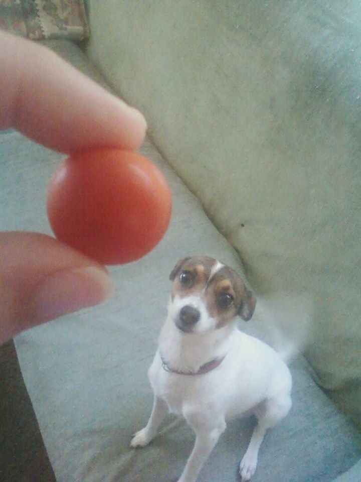 NWR: today is my Pups 2nd birthday!! Do you and your FH have a pet? Show pics!!!