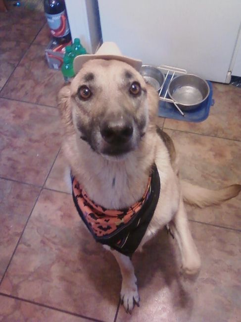NWR: Fur baby thread!