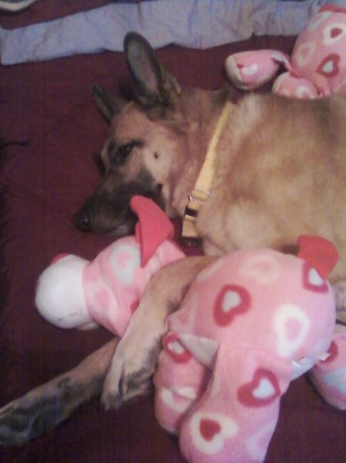 NWR: today is my Pups 2nd birthday!! Do you and your FH have a pet? Show pics!!!