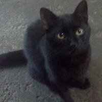 Name my Kitten!!!