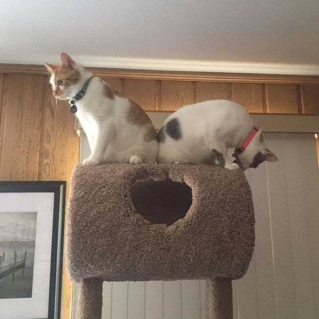 NWR: Tomorrow is National Cat Day!