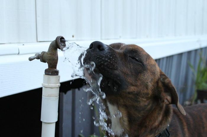 Keeping my mind of my wedding...Show me your dog:)!!**Pics