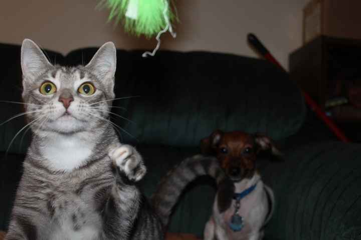 NWR: My four-legged child turns THREE today!!! *I want pics of yours*