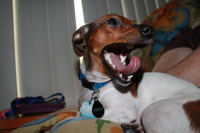 NWR: My four-legged child turns THREE today!!! *I want pics of yours*