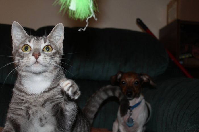 NWR: My four-legged child turns THREE today!!! *I want pics of yours*