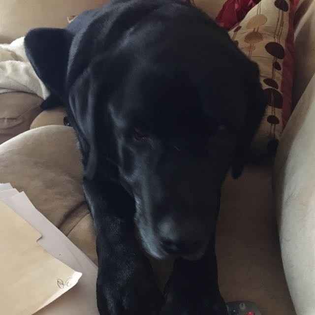 NWR: it's my dogs birthday!