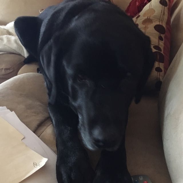 NWR: it's my dogs birthday!