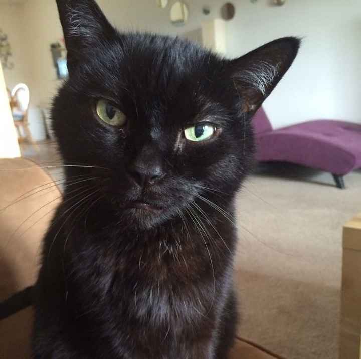 NWR: Silly pictures of your pets