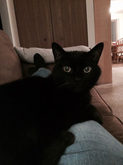 Show me your fur babies!