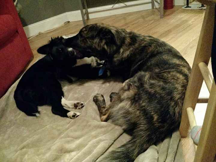 Puppies in my wedding!!