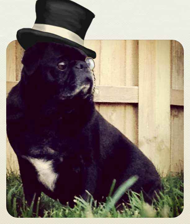 Pugs and weddings