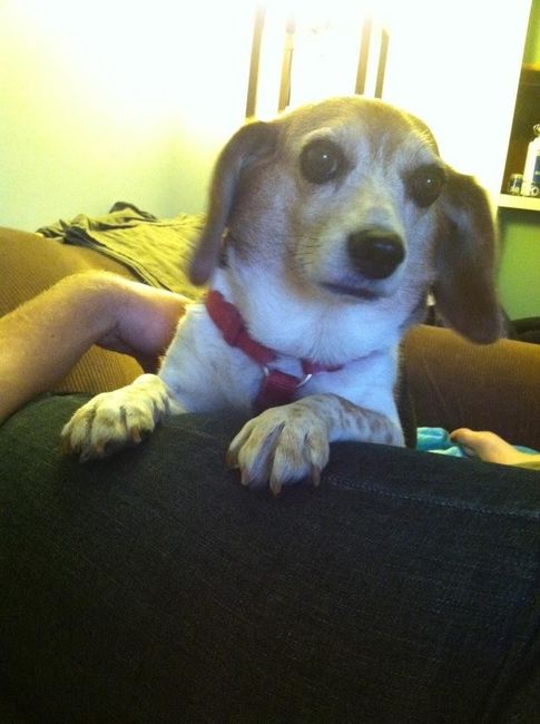 Since we are getting to know each other and everyone LOVES their fur babies!