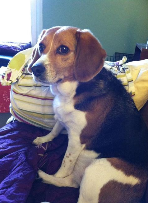 Since we are getting to know each other and everyone LOVES their fur babies!
